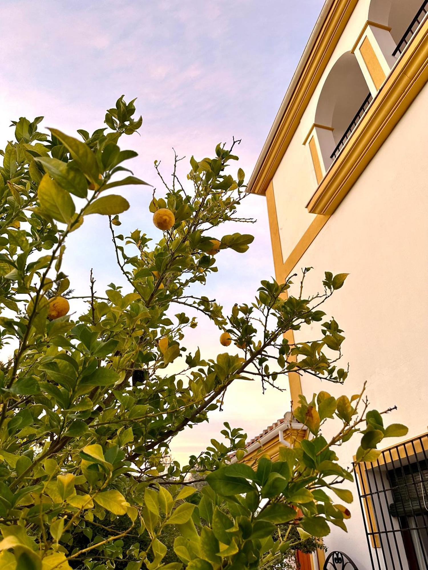 Hotel Hacienda El Tarajal Priego de Córdoba Exterior foto